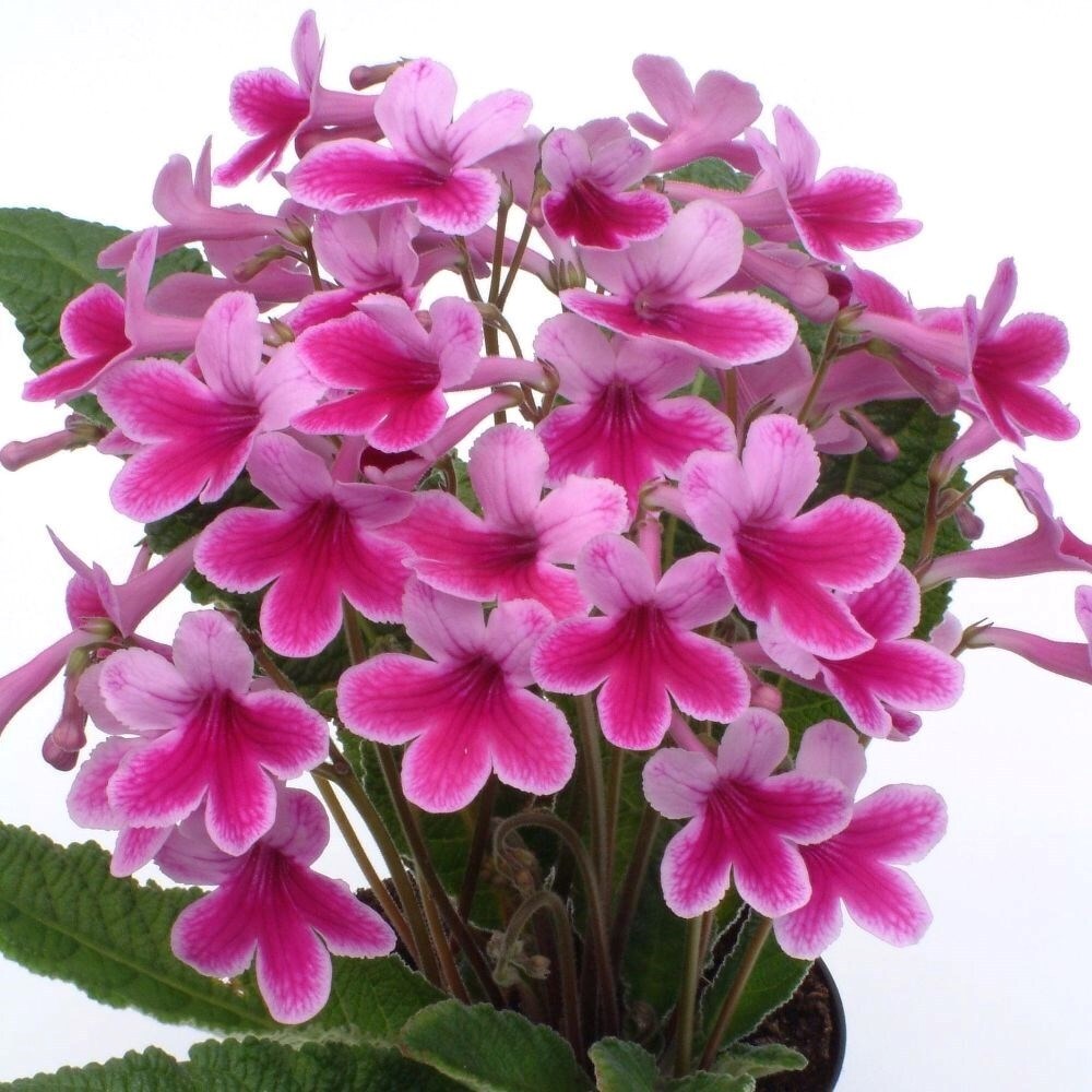 Streptocarpus Caitlin | Cape Primrose