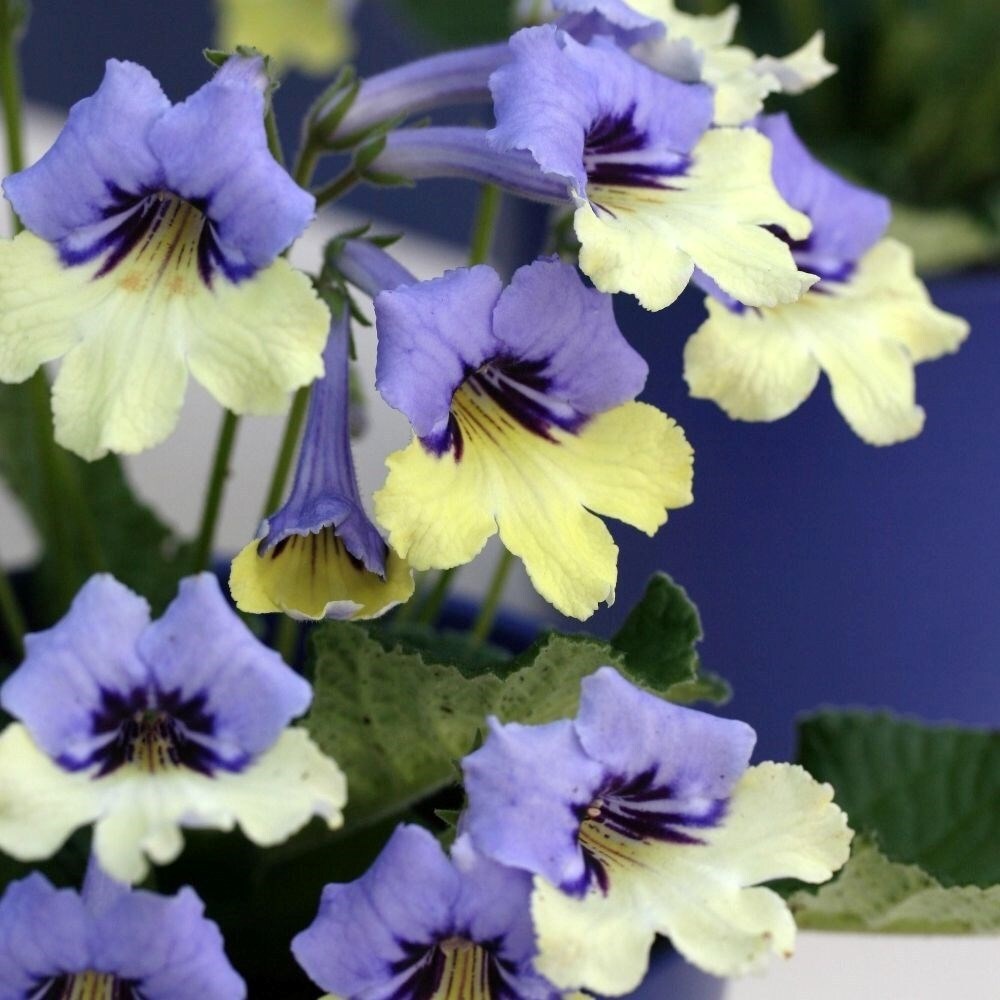 Streptocarpus Harlequin Blue | Cape Primrose