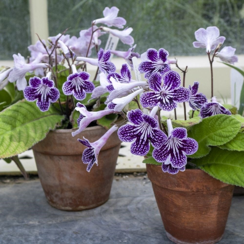 Streptocarpus Polka Dot Purple | Cape Primrose