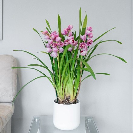 Cymbidium Piccobello Pink | Orchid