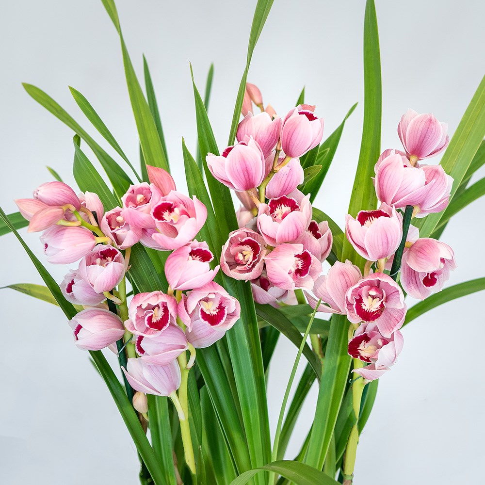 Cymbidium Flamingo Pink | Orchid
