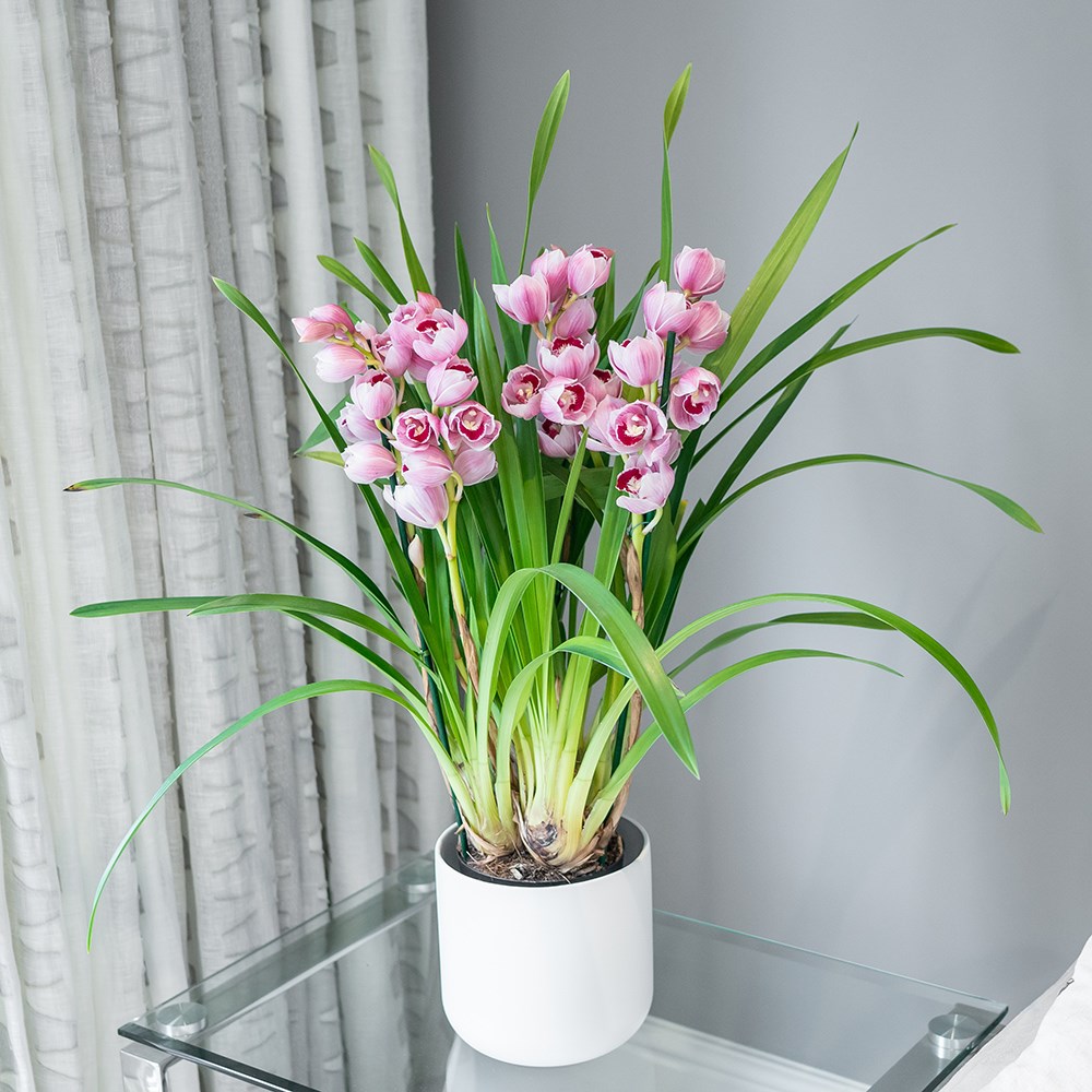 Cymbidium Flamingo Pink | Orchid
