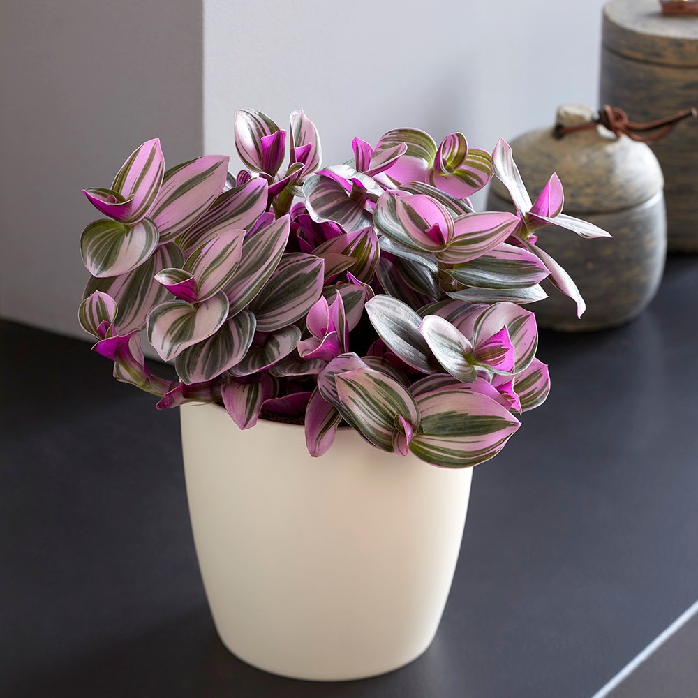 Tradescantia Fluminensis Nanouk | Moses In The Cradle
