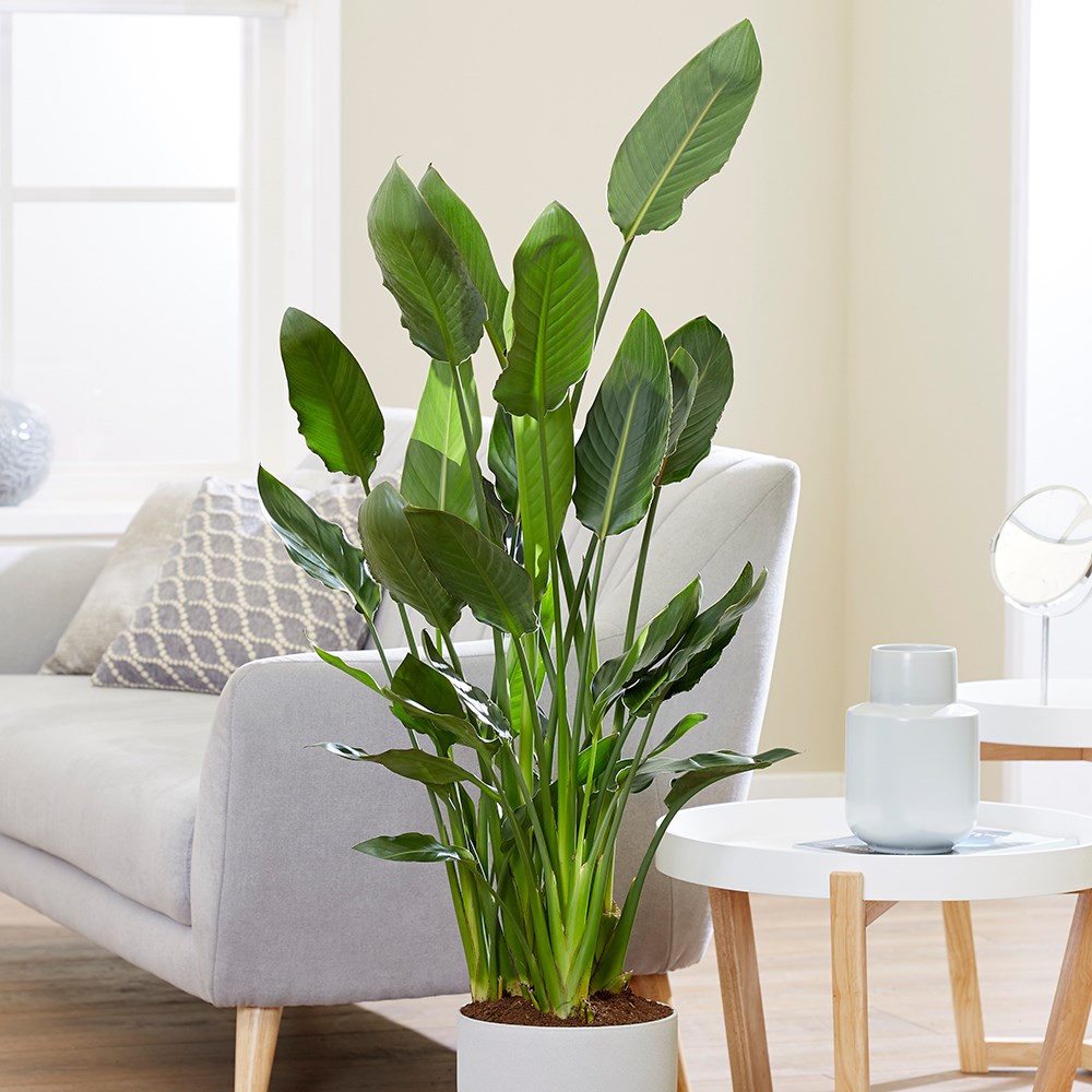 Strelitzia Reginae | Bird Of Paradise
