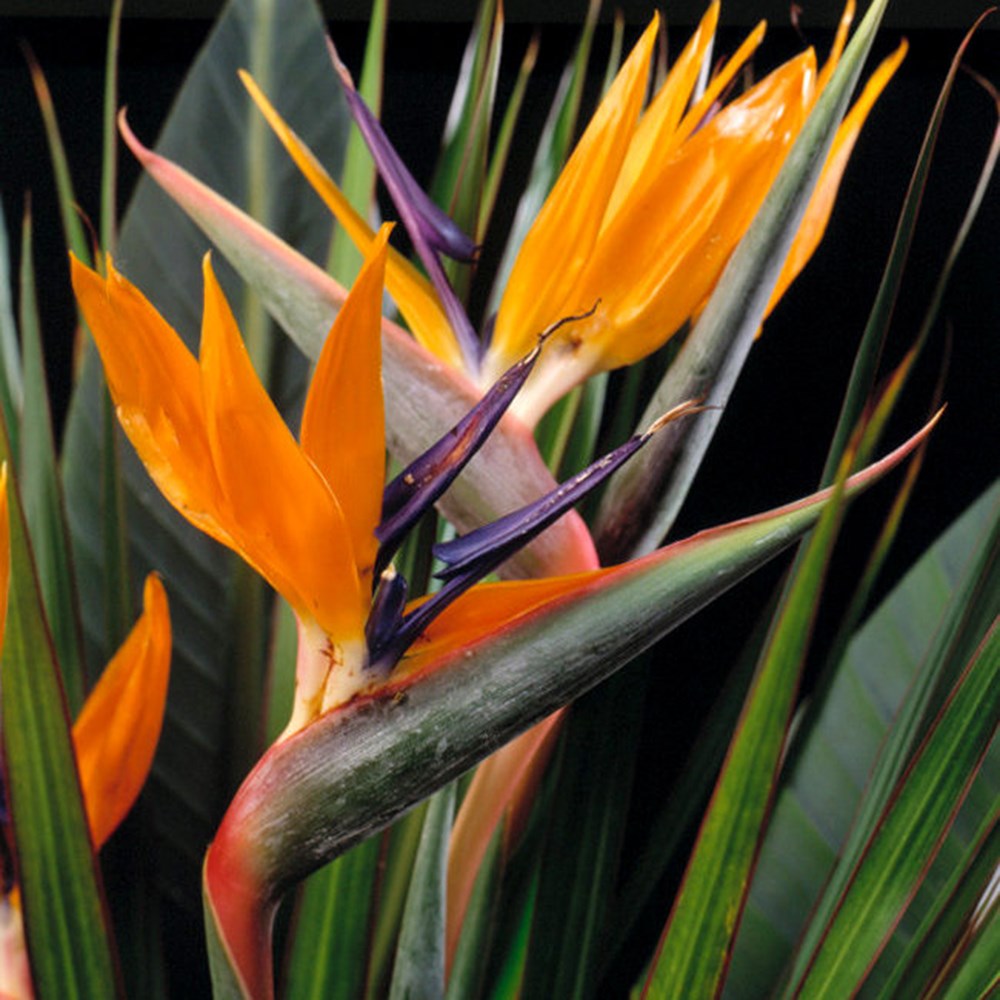 Strelitzia Reginae | Bird Of Paradise