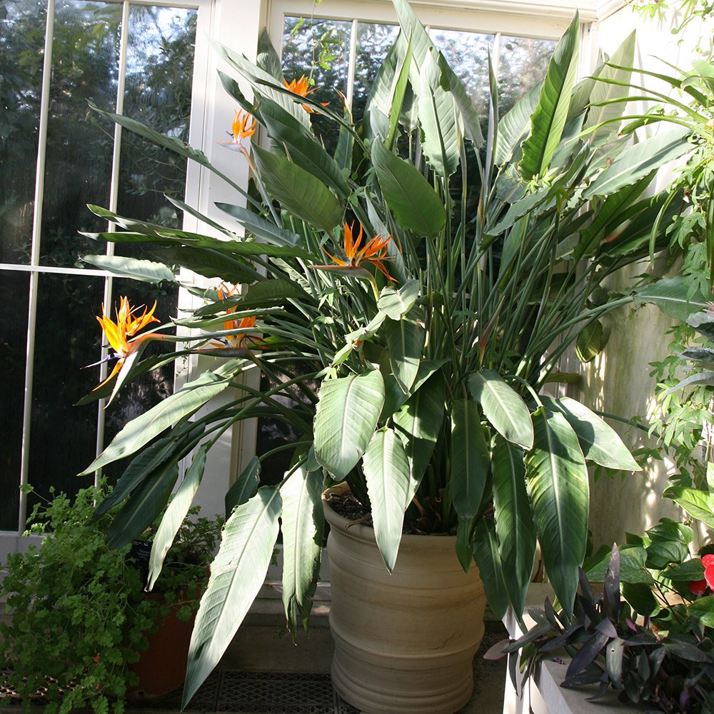 Strelitzia Reginae | Bird Of Paradise