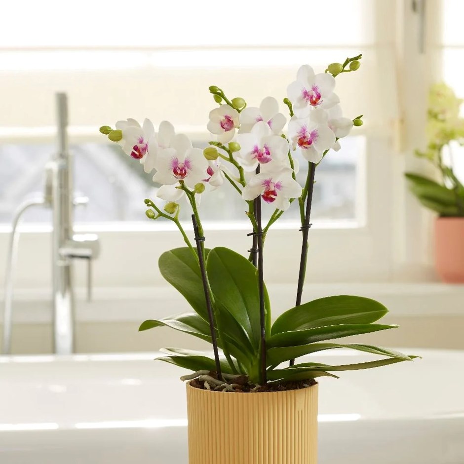 Phalaenopsis Boquetto Passione | Moth Orchid