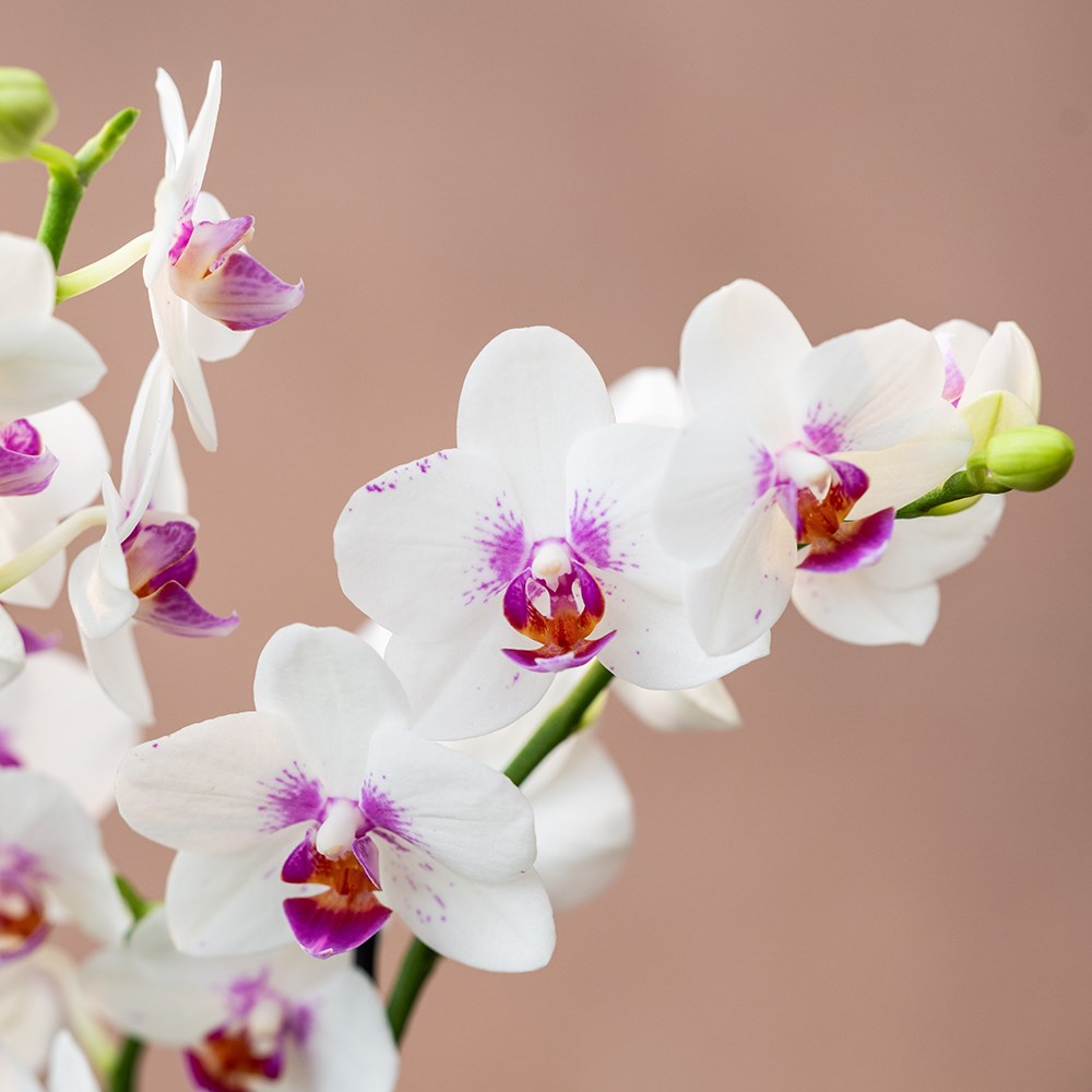 Phalaenopsis Boquetto Passione | Moth Orchid