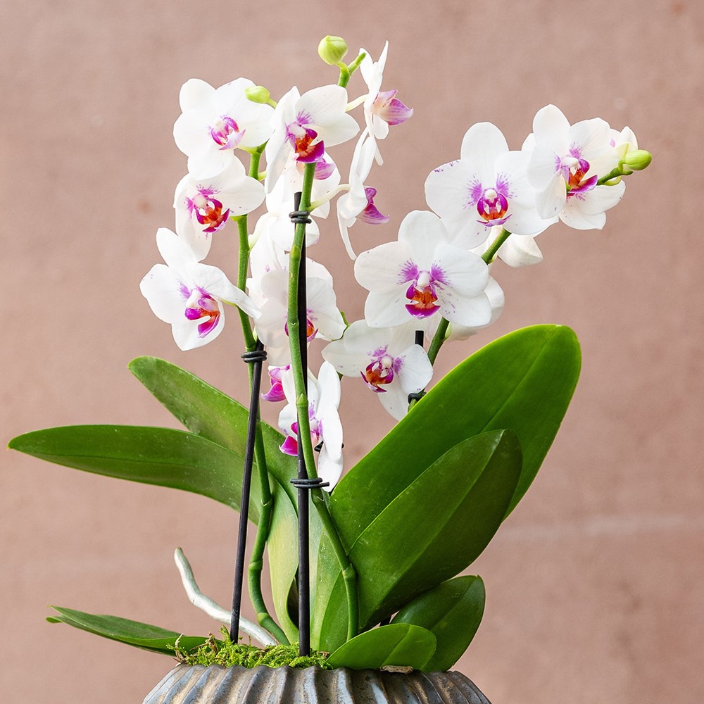 Phalaenopsis Boquetto Passione | Moth Orchid