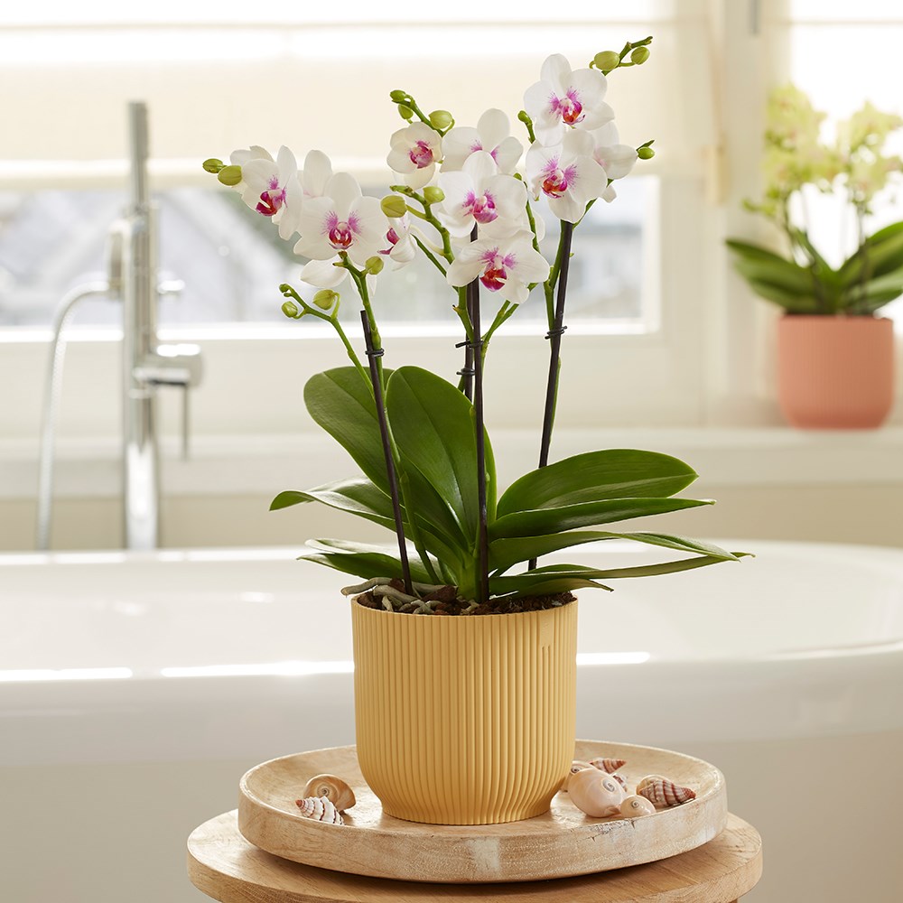 Phalaenopsis Boquetto Passione | Moth Orchid
