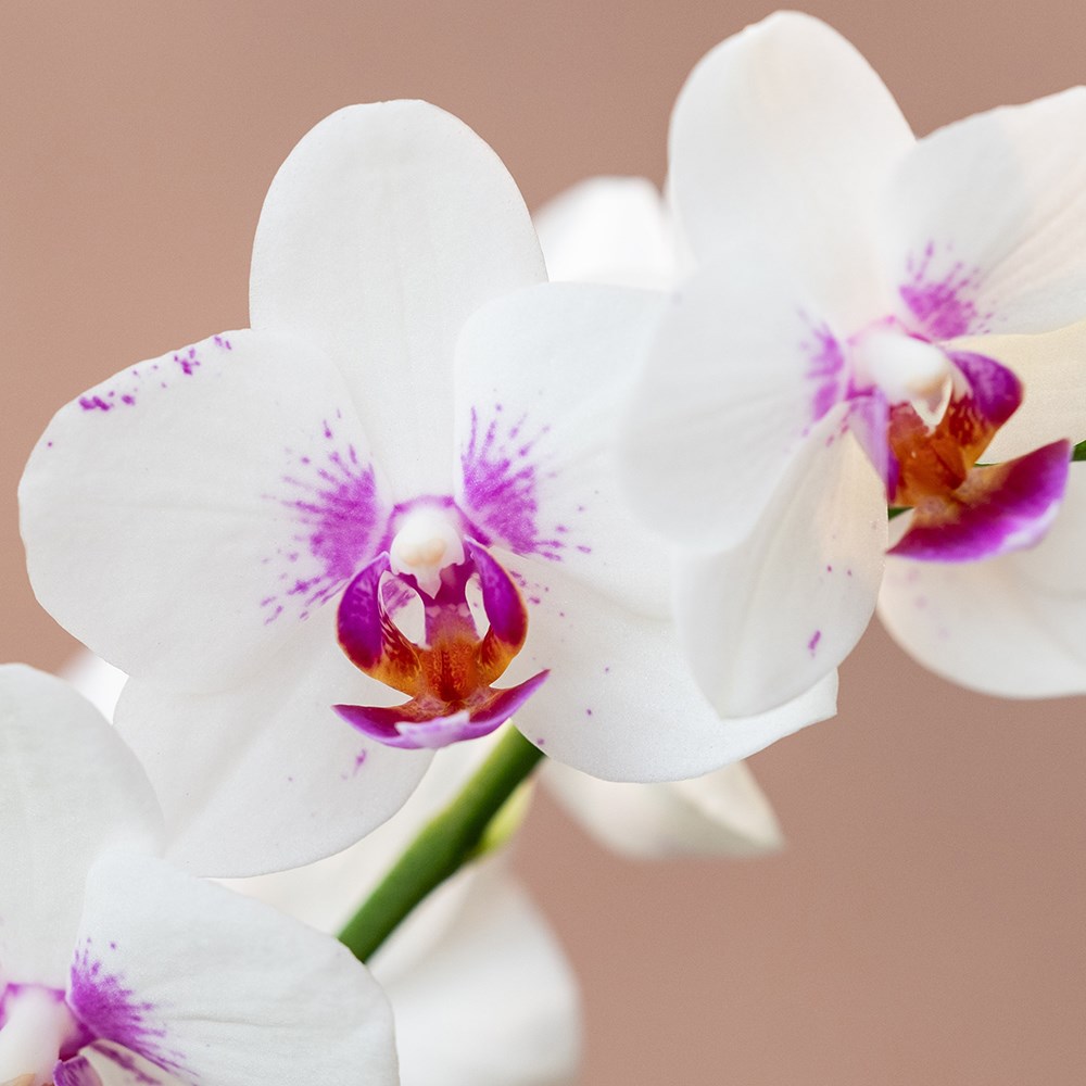 Phalaenopsis Boquetto Passione | Moth Orchid