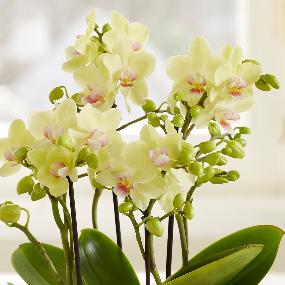 Phalaenopsis Boquetto Sensation | Moth Orchid