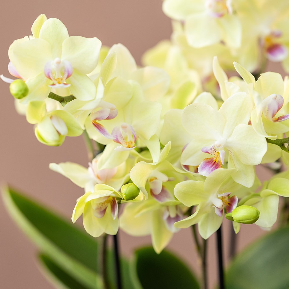 Phalaenopsis Boquetto Sensation | Moth Orchid