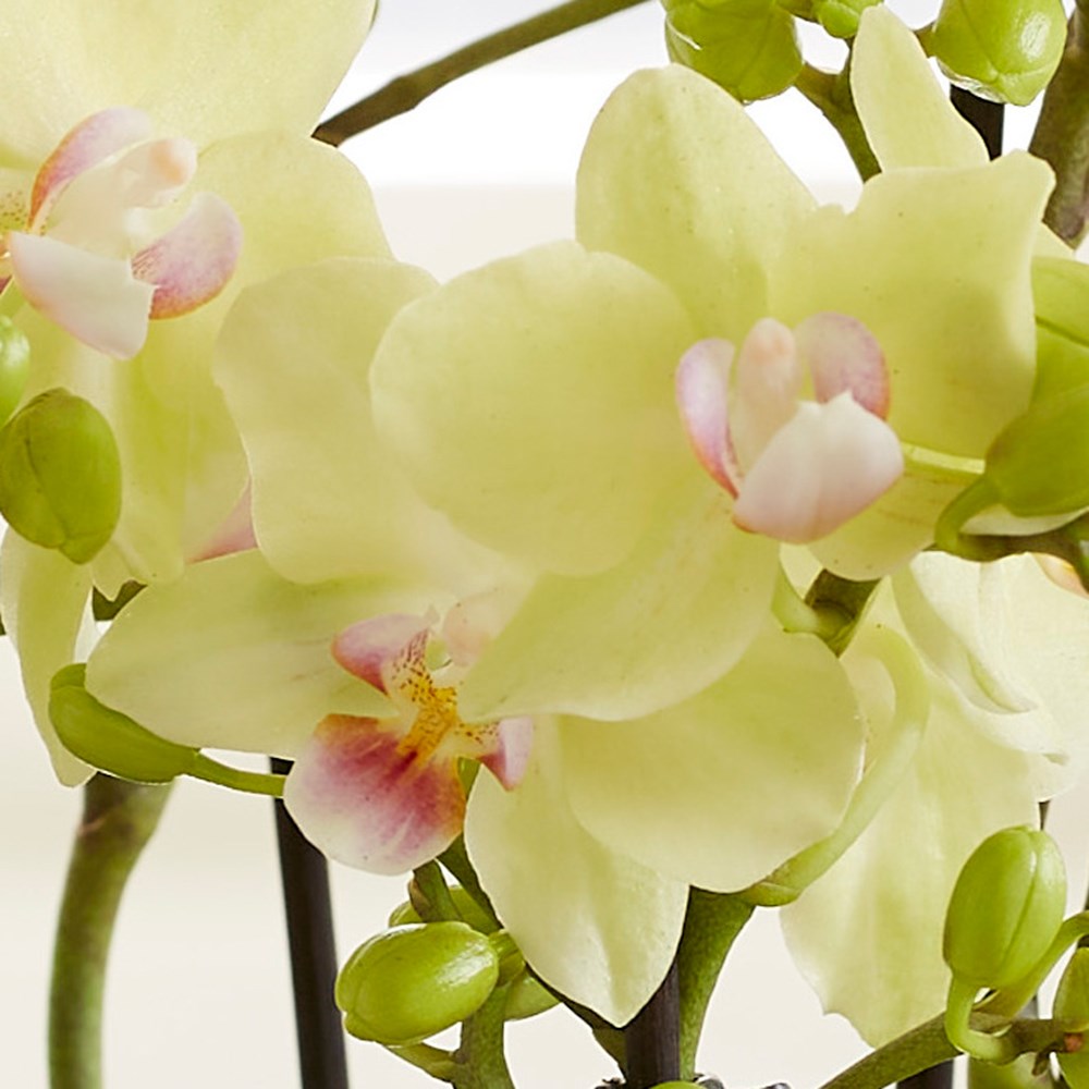 Phalaenopsis Boquetto Sensation | Moth Orchid