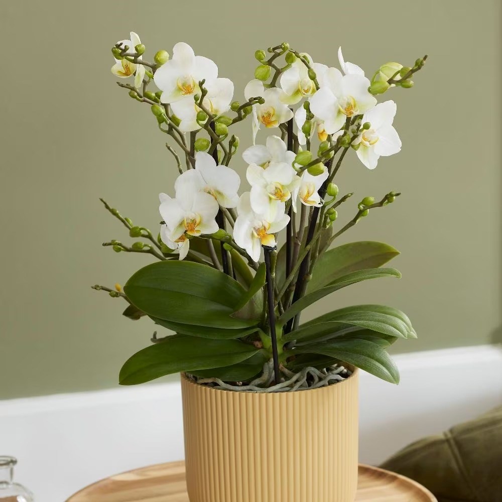 Phalaenopsis Bellissimo Bella | Moth Orchid