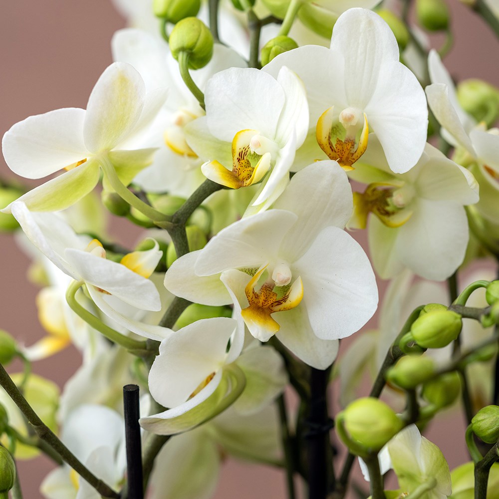 Phalaenopsis Bellissimo Bella | Moth Orchid