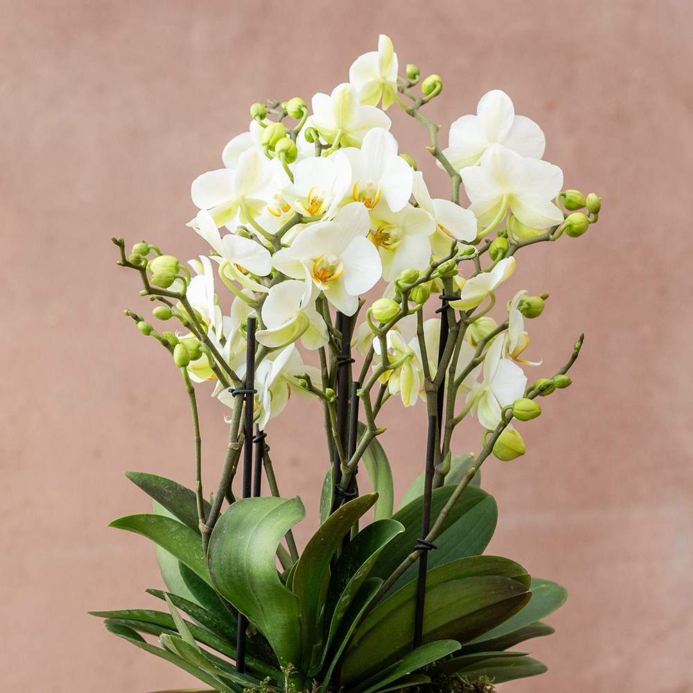 Phalaenopsis Bellissimo Bella | Moth Orchid