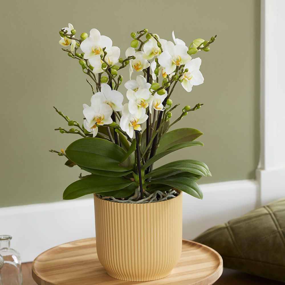 Phalaenopsis Bellissimo Bella | Moth Orchid