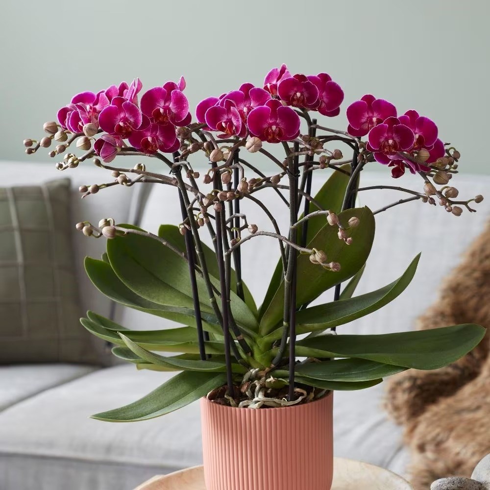 Phalaenopsis Bellissimo Amore | Moth Orchid