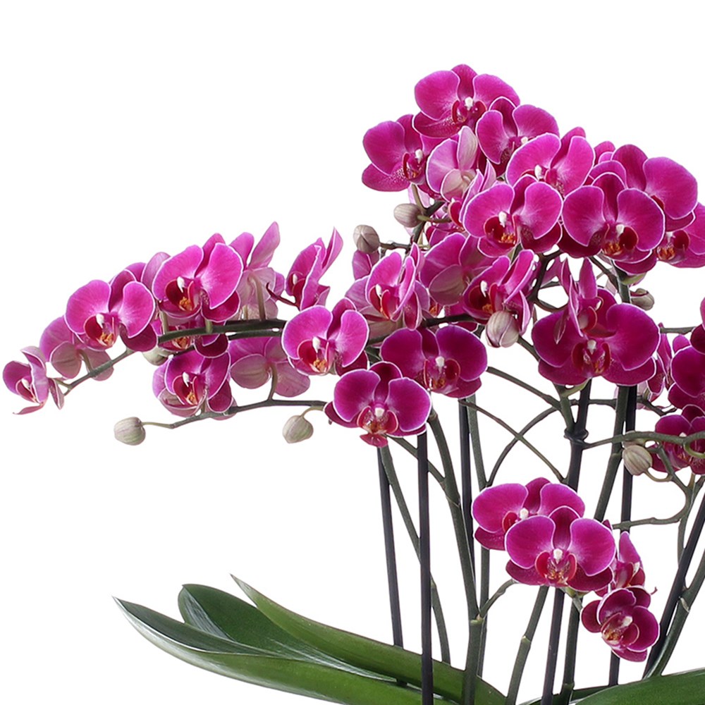 Phalaenopsis Bellissimo Amore | Moth Orchid