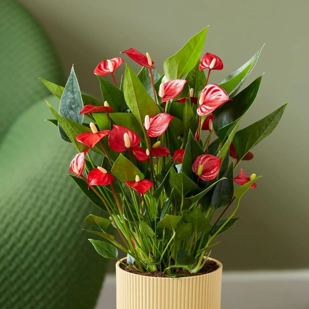 Anthurium Million Flowers Red | Flamingo Flower