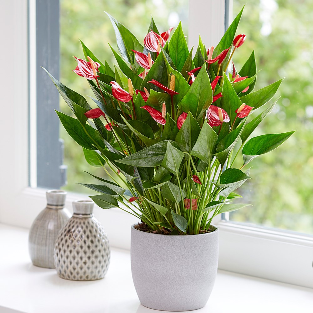 Anthurium Million Flowers Red | Flamingo Flower