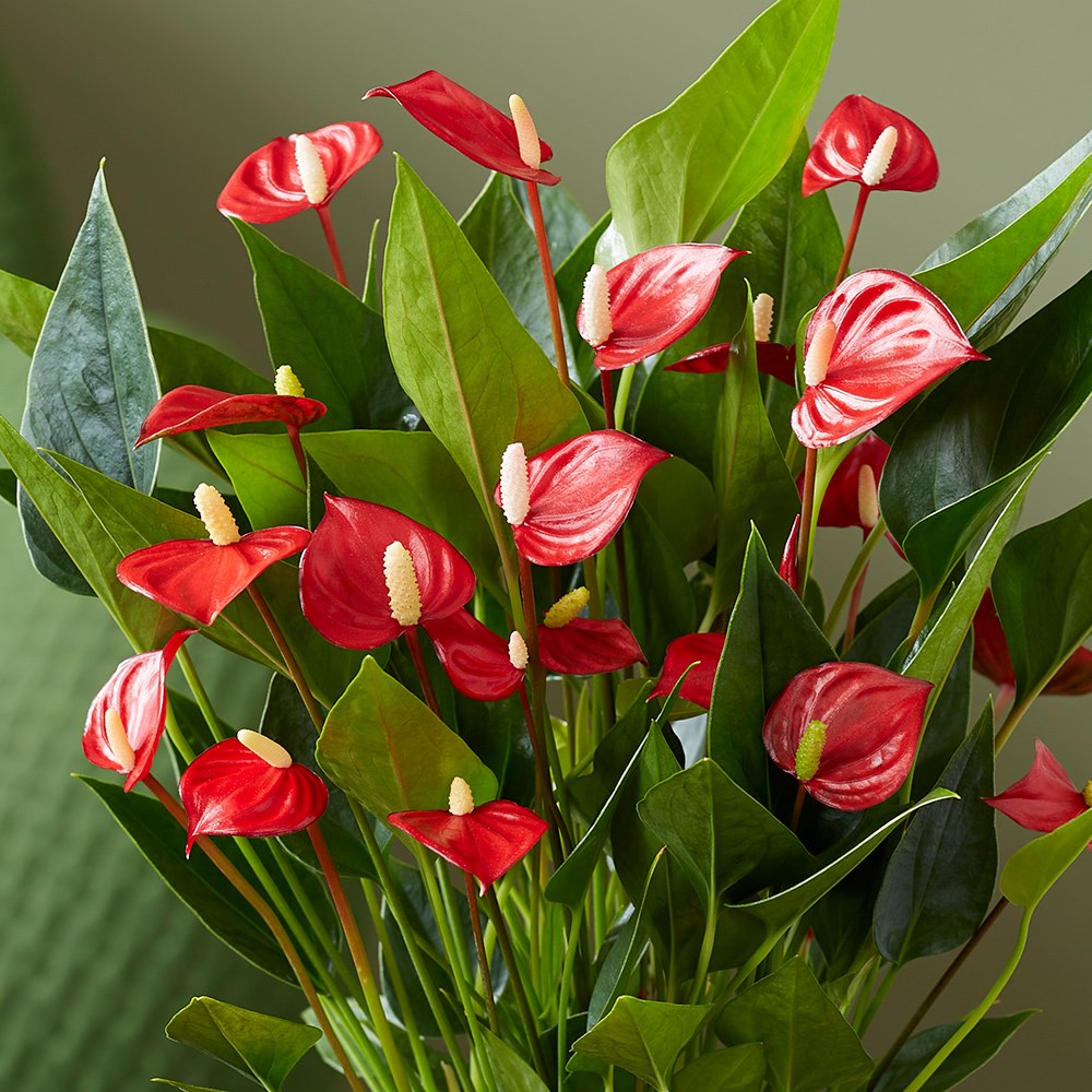 Anthurium Million Flowers Red | Flamingo Flower