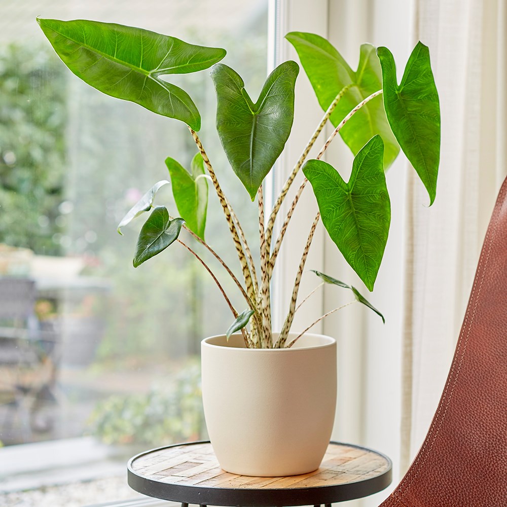 Alocasia Zebrina | Zebra Elephants Ears