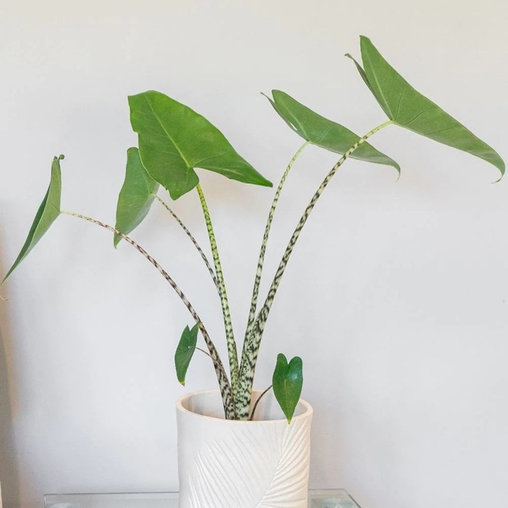 Alocasia Zebrina | Zebra Elephant's Ears