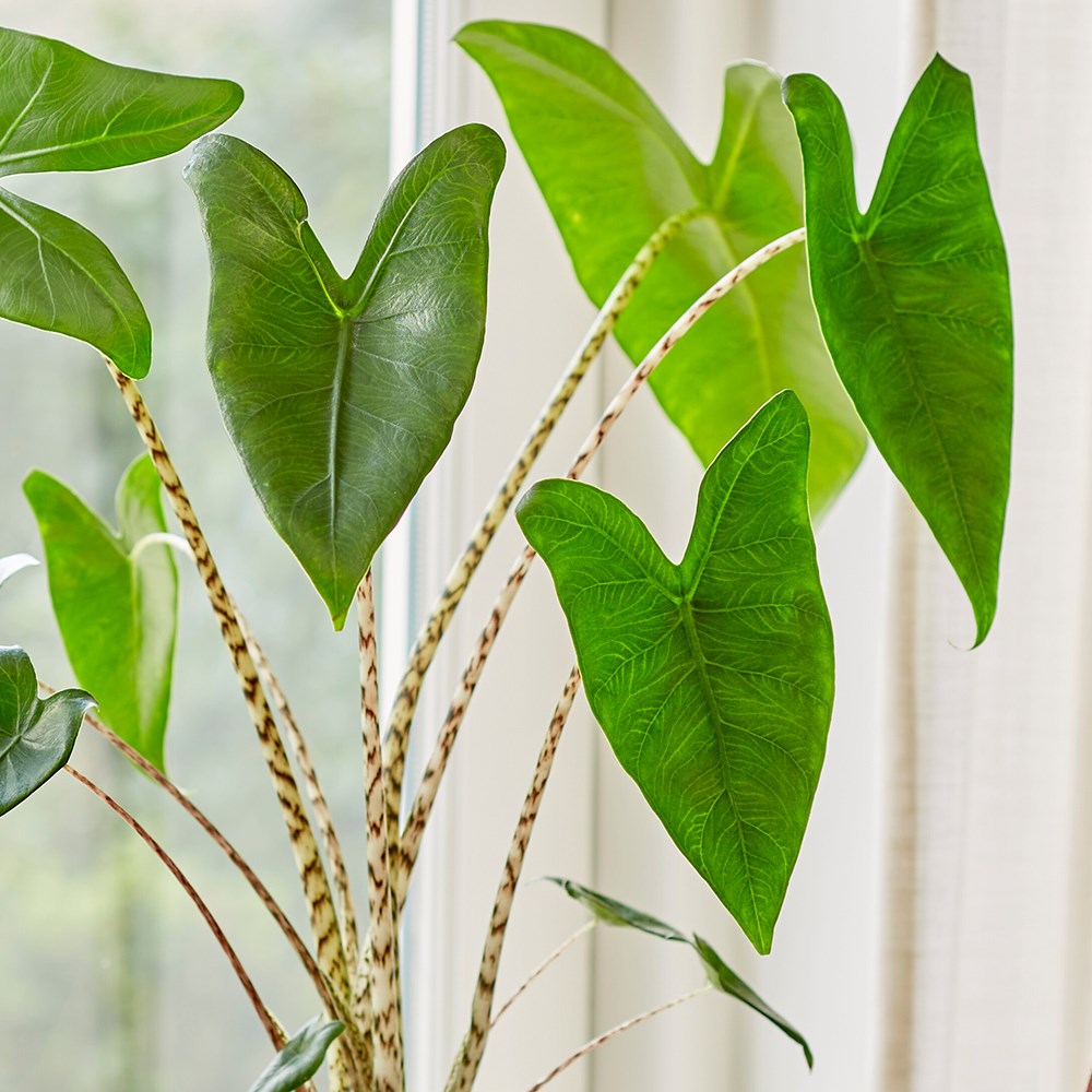 Alocasia Zebrina | Zebra Elephant's Ears