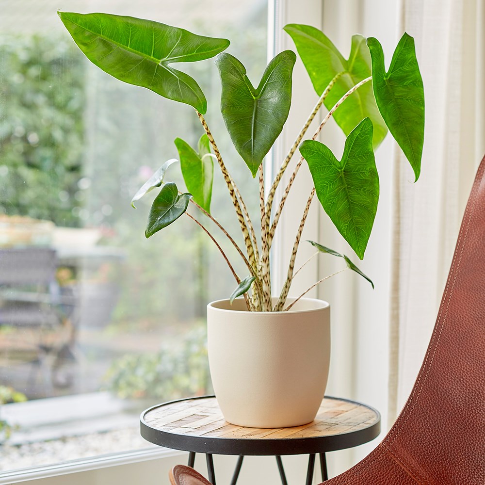 Alocasia Zebrina | Zebra Elephant's Ears