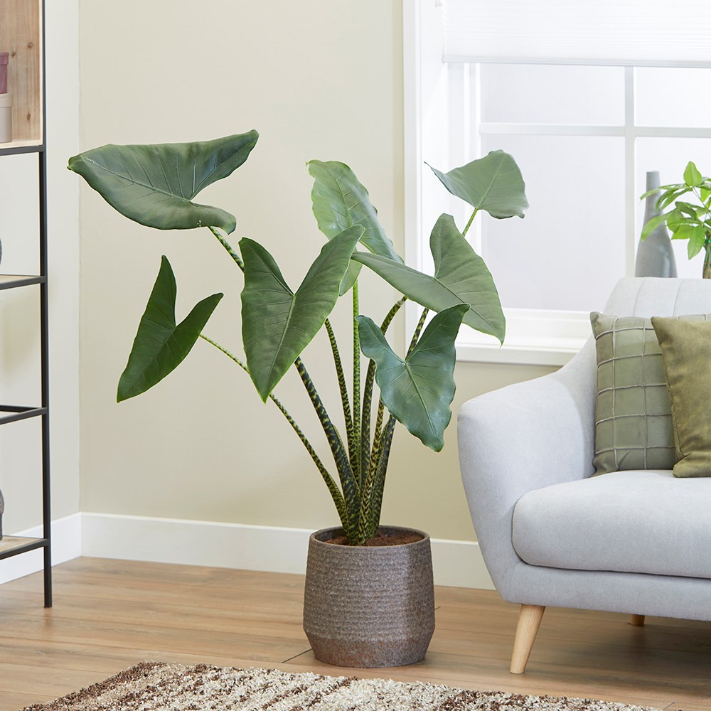 Alocasia Zebrina | Zebra Elephants Ears