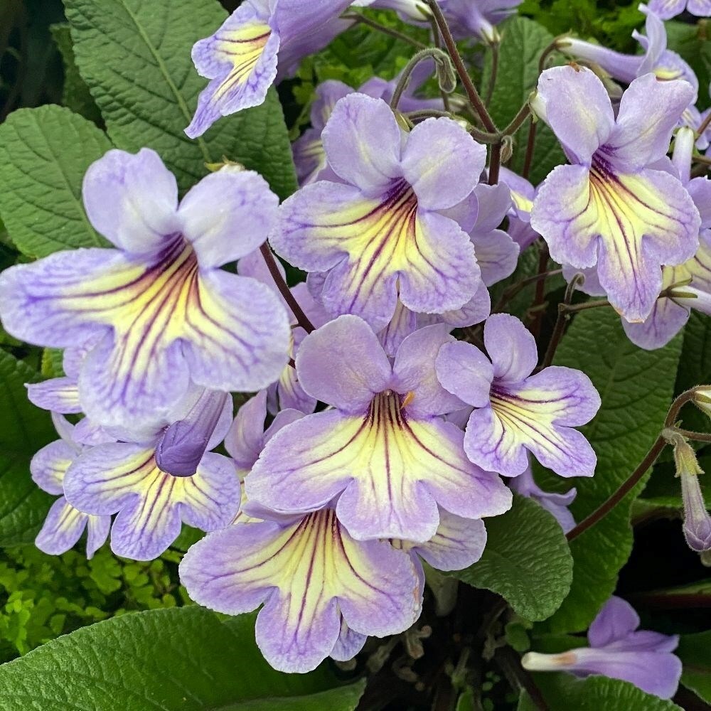 Streptocarpus Abigail | Cape Primrose