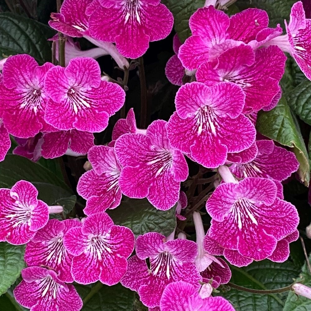 Streptocarpus Alana | Cape Primrose