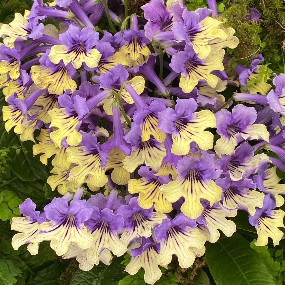 Streptocarpus Alexis | Cape Primrose