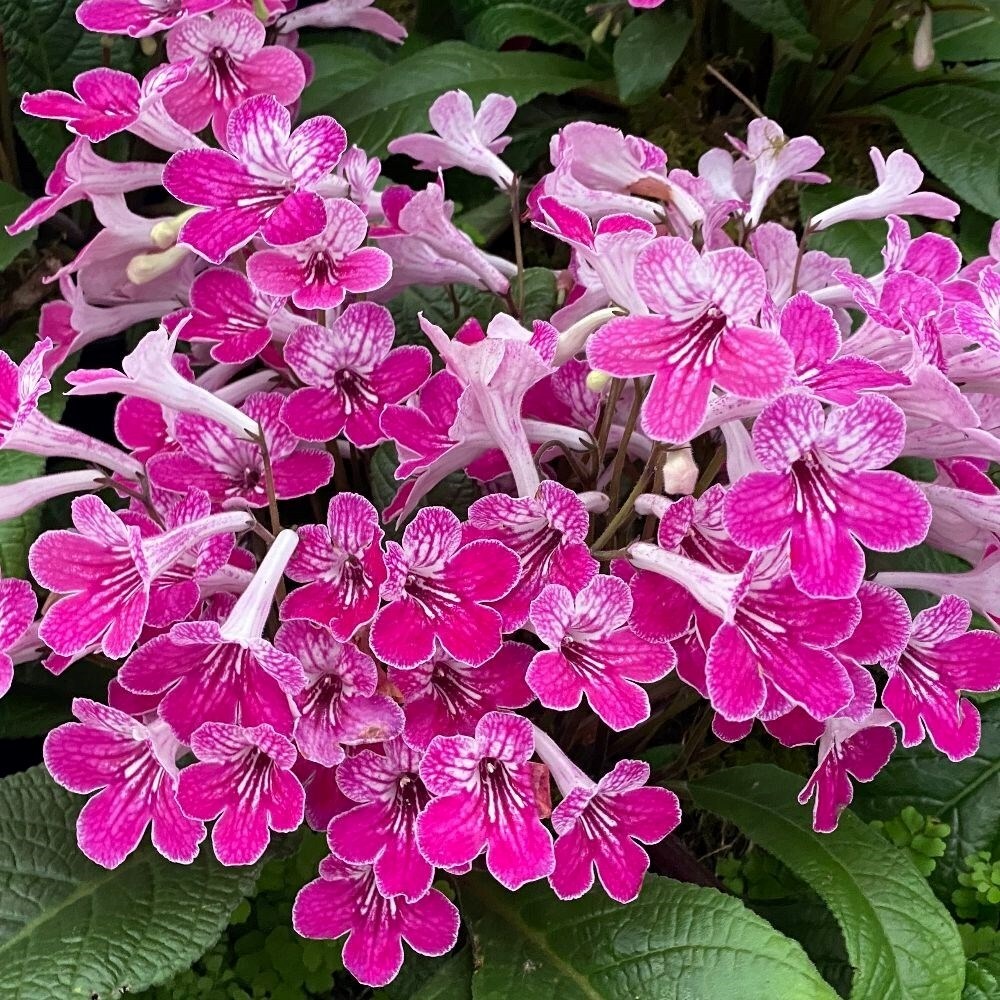 Streptocarpus Celebration | Cape Primrose
