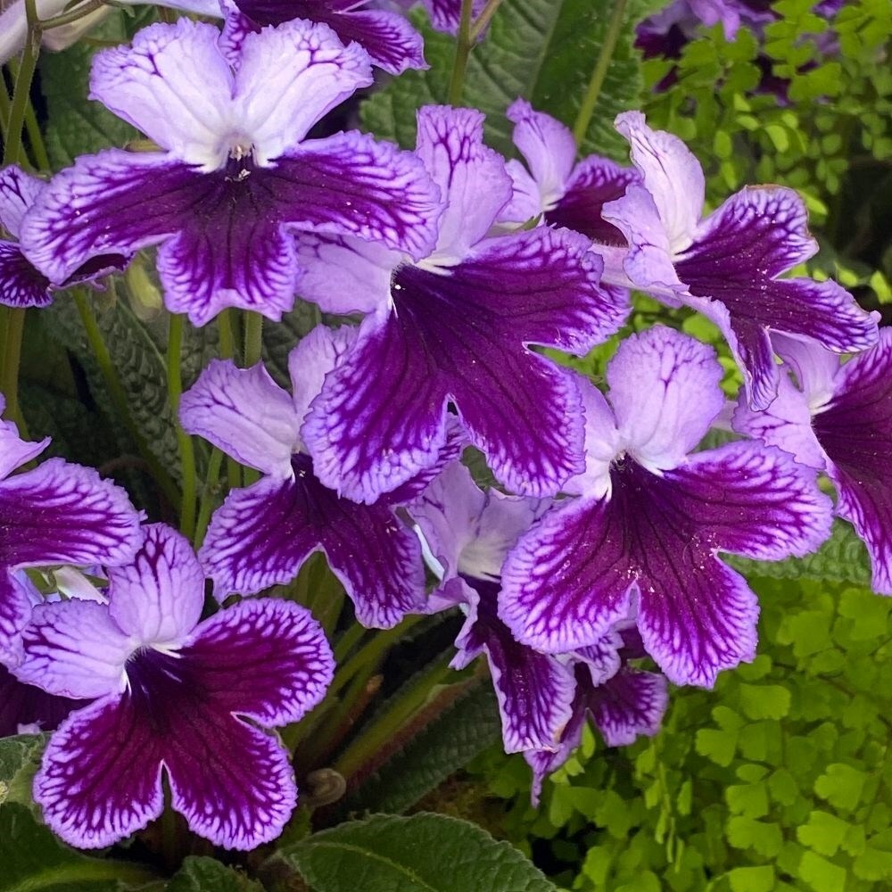 Streptocarpus Katie | Cape Primrose