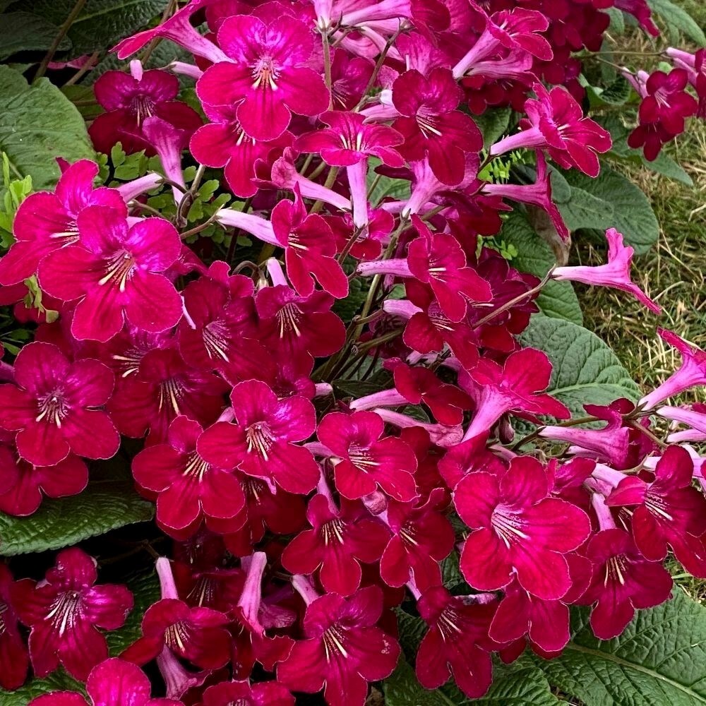 Streptocarpus Hope | Cape Primrose