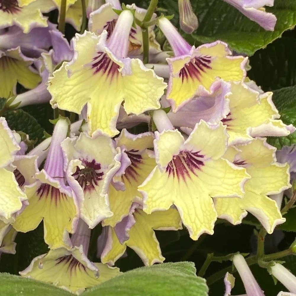 Streptocarpus Lemon Sorbet | Cape Primrose