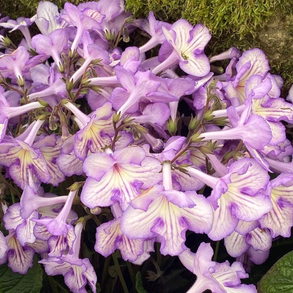 Streptocarpus Mabel | Cape Primrose