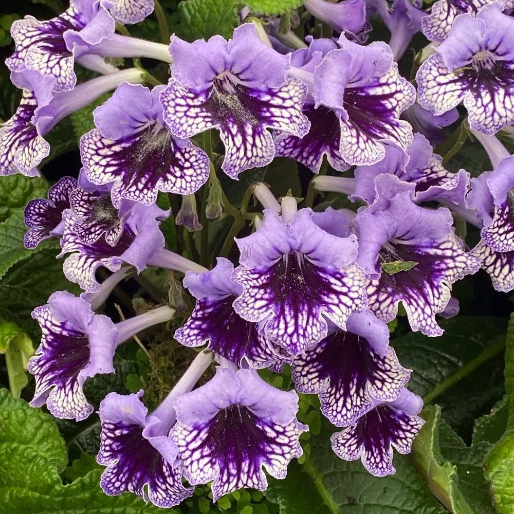 Streptocarpus Sphinx | Cape Primrose