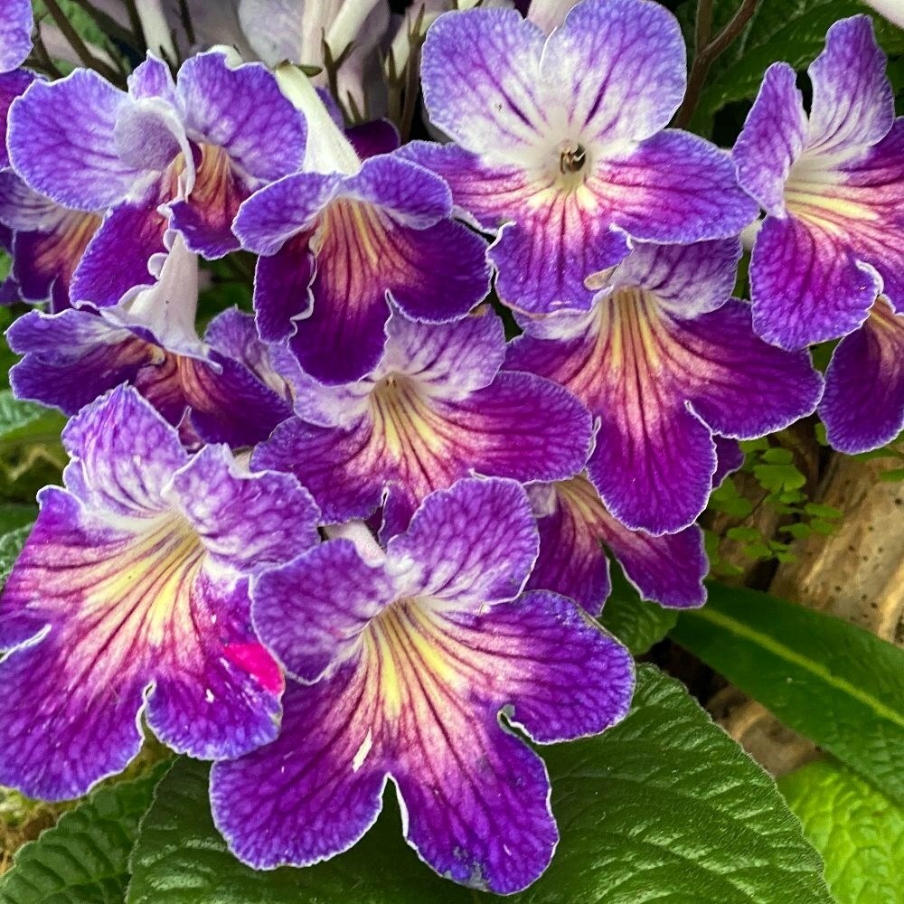 Streptocarpus Zoe | Cape Primrose