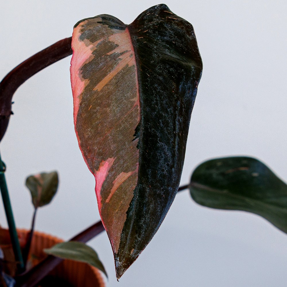 Philodendron Pink Princess