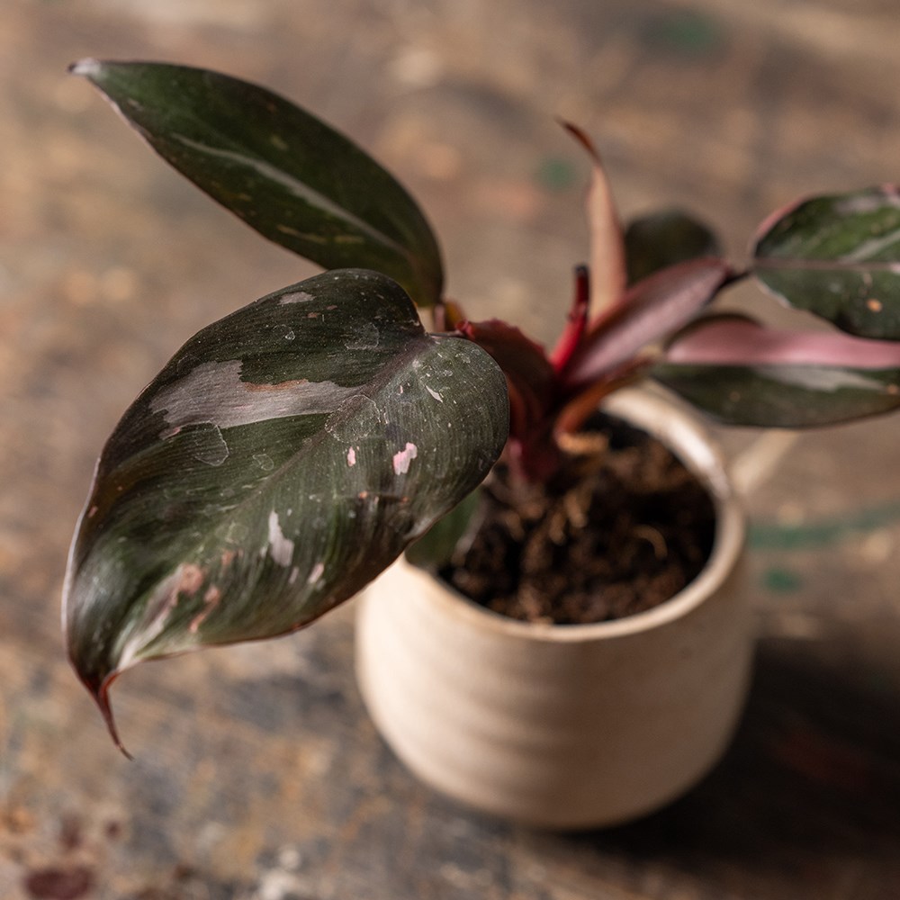 Philodendron Pink Princess