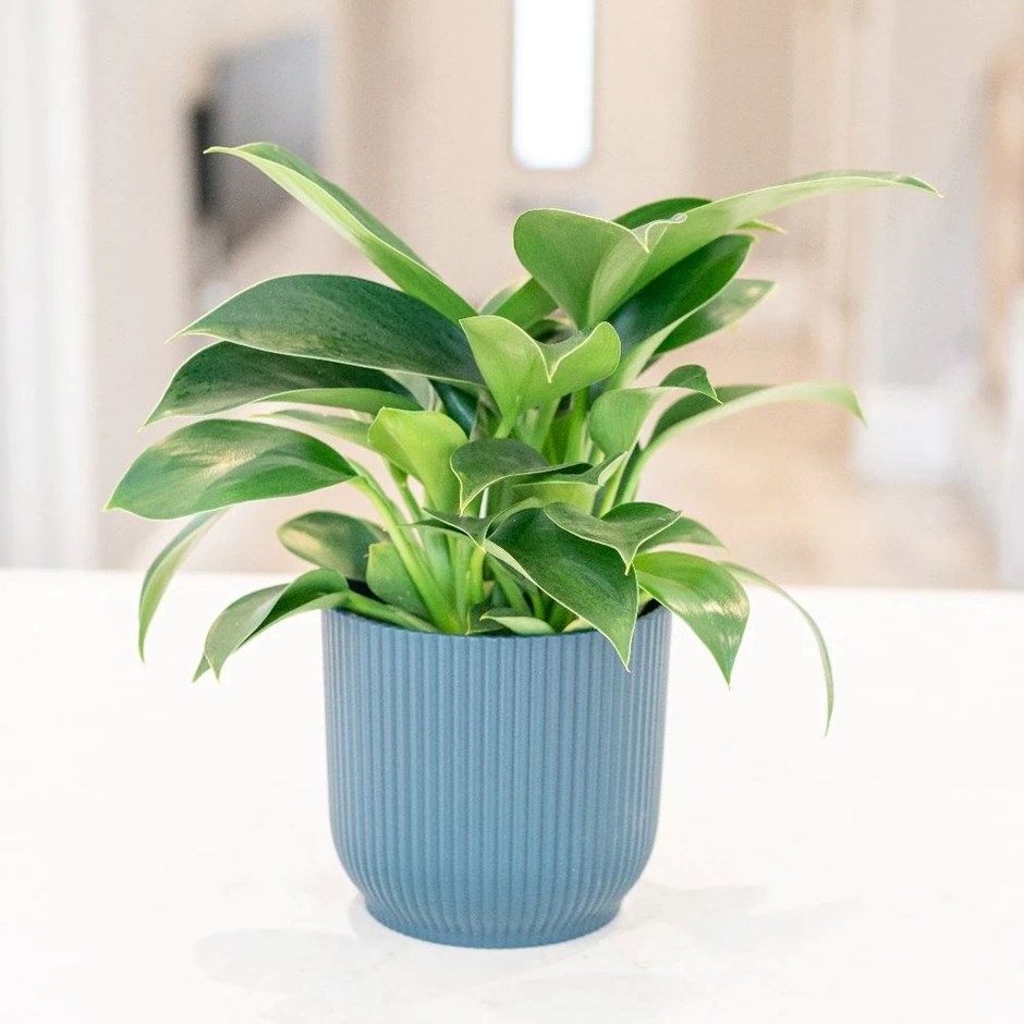 Philodendron Green Princess | Sweetheart Plant or Heart-leaf