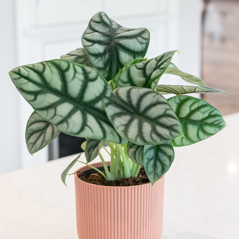 Alocasia Silver Dragon | Elephants Ears