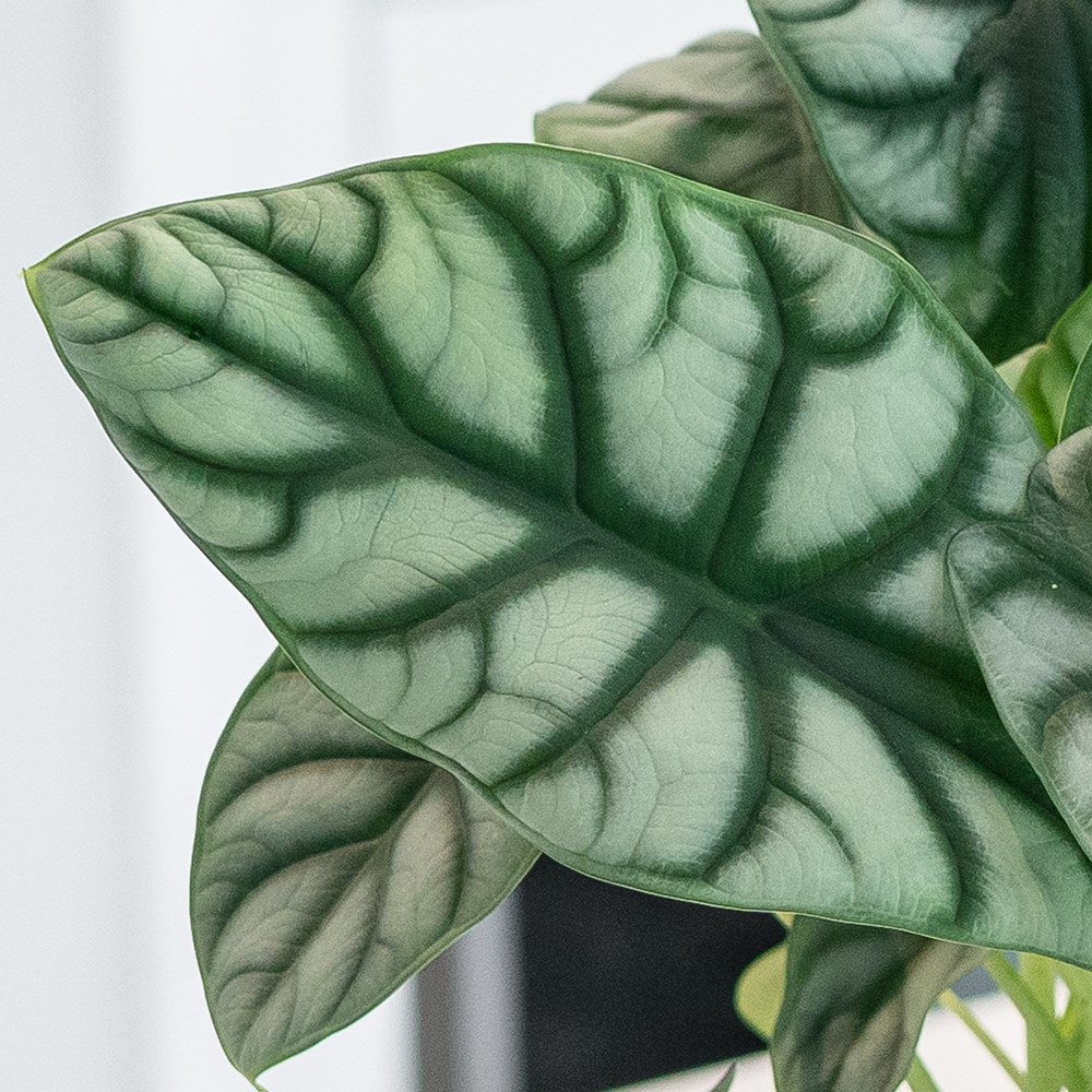 Alocasia Silver Dragon | Elephants Ears