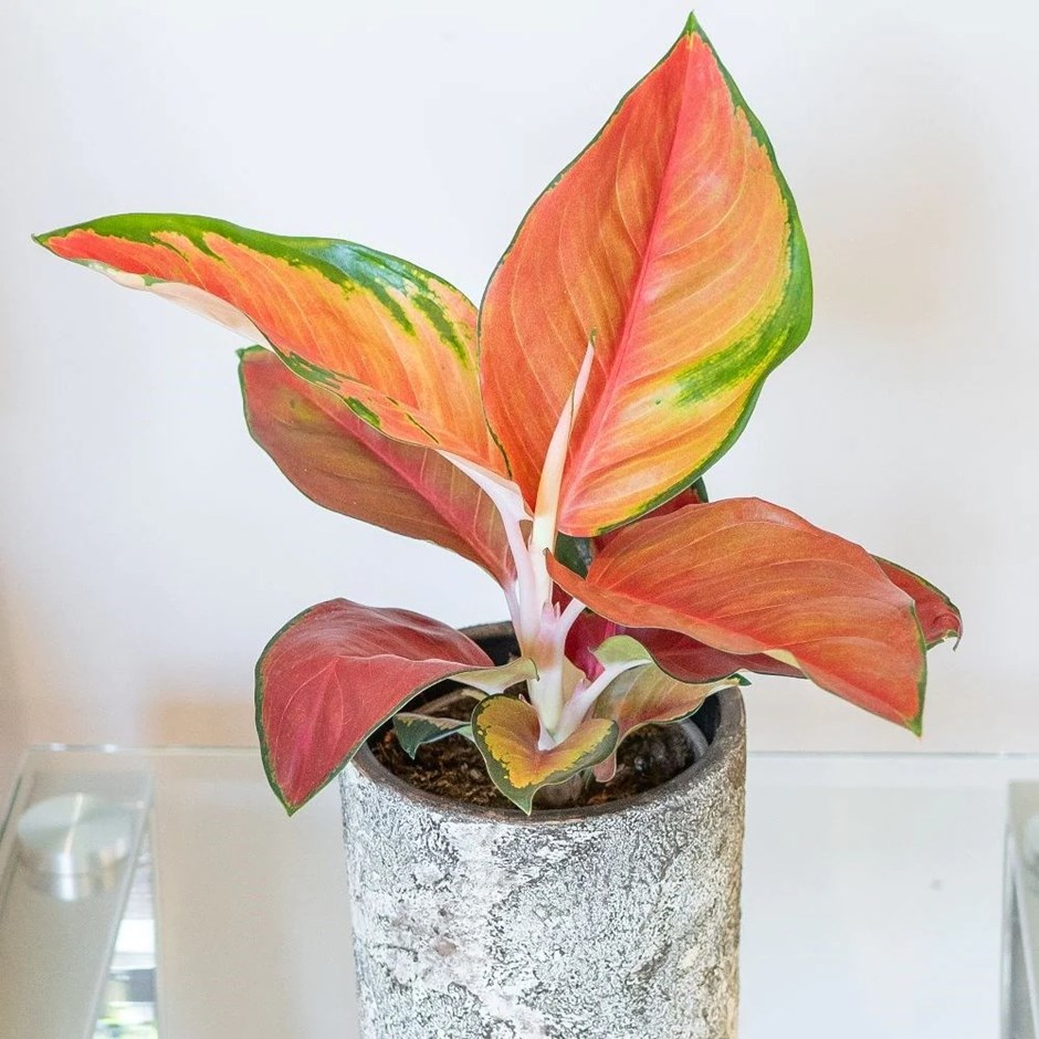 Aglaonema Red Star | Chinese Evergreen