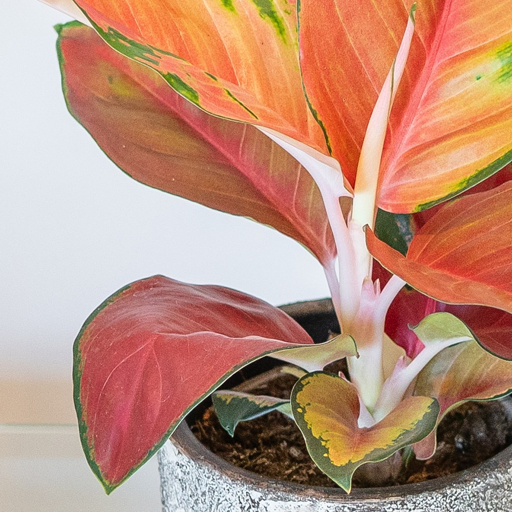 Aglaonema Red Star | Chinese Evergreen