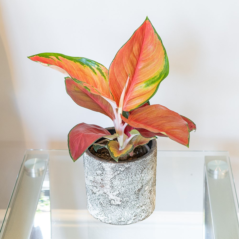 Aglaonema Red Star | Chinese Evergreen